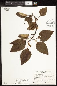 Populus balsamifera image