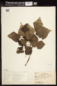 Populus deltoides image