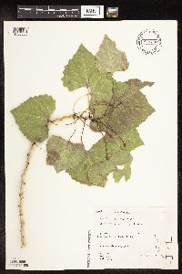 Image Associated With the Occurrence