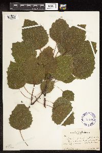 Populus grandidentata image