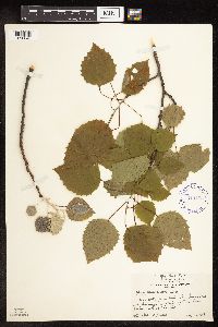 Populus grandidentata image