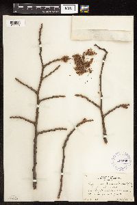 Populus tremuloides image