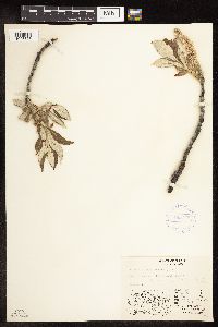 Image Associated With the Occurrence