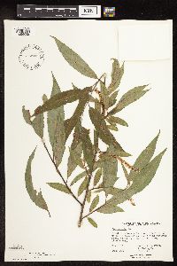 Salix alba image