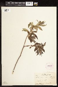 Salix alba image