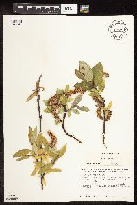 Image Associated With the Occurrence