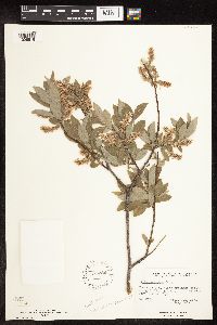 Image Associated With the Occurrence