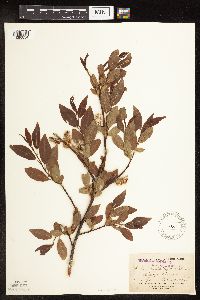 Salix cordata image