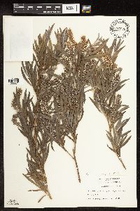 Salix exigua image