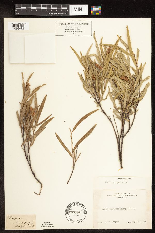 Salix exigua image