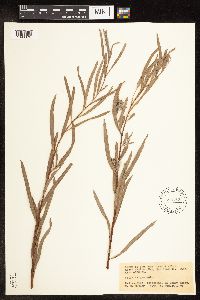 Salix exigua image