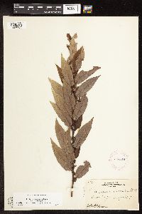 Salix famelica image