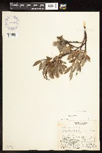 Salix glauca var. acutifolia image