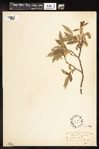 Salix lutea image