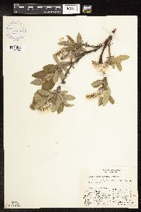 Salix richardsonii image