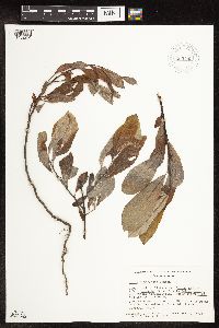 Image Associated With the Occurrence