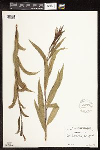 Salix x fragilis image