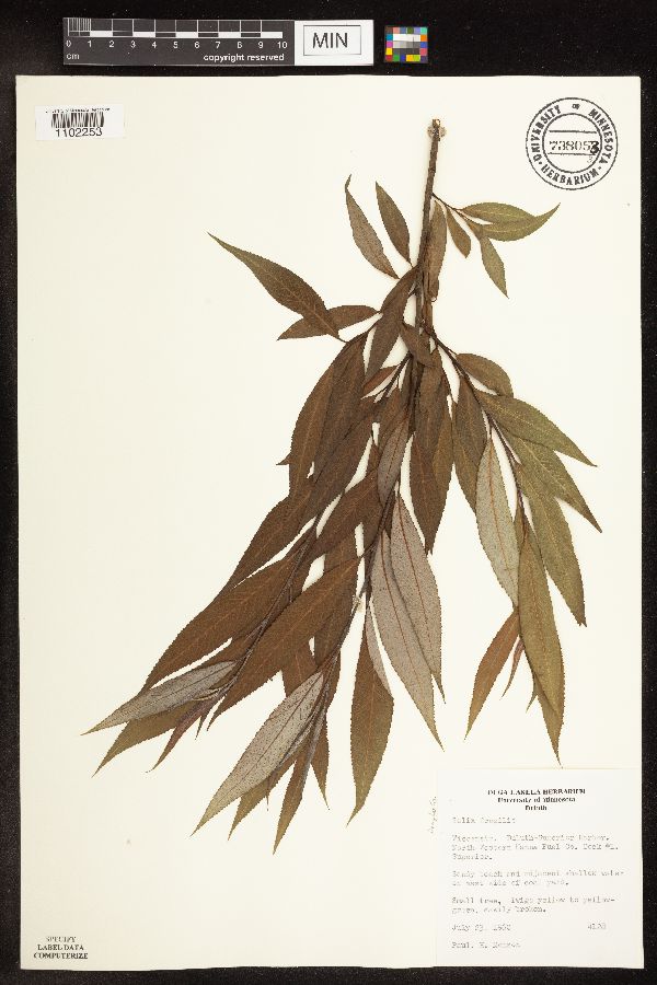 Salix x fragilis image