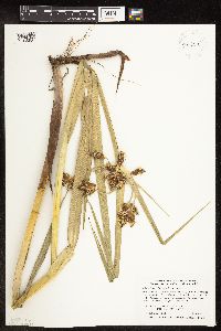 Bolboschoenus fluviatilis image