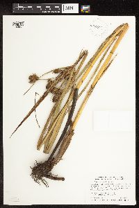 Bolboschoenus fluviatilis image