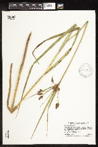 Bolboschoenus fluviatilis image