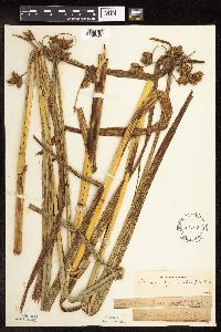 Bolboschoenus fluviatilis image