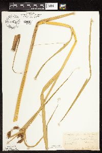 Bolboschoenus fluviatilis image