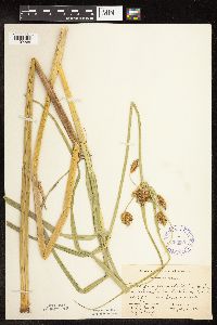 Bolboschoenus fluviatilis image