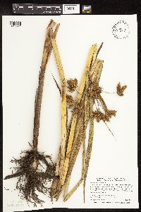 Thumbnail image of current specimen
