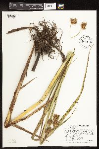 Thumbnail image of current specimen
