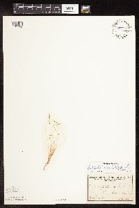 Bulbostylis capillaris image
