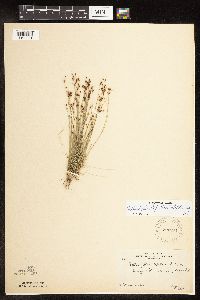 Bulbostylis capillaris image
