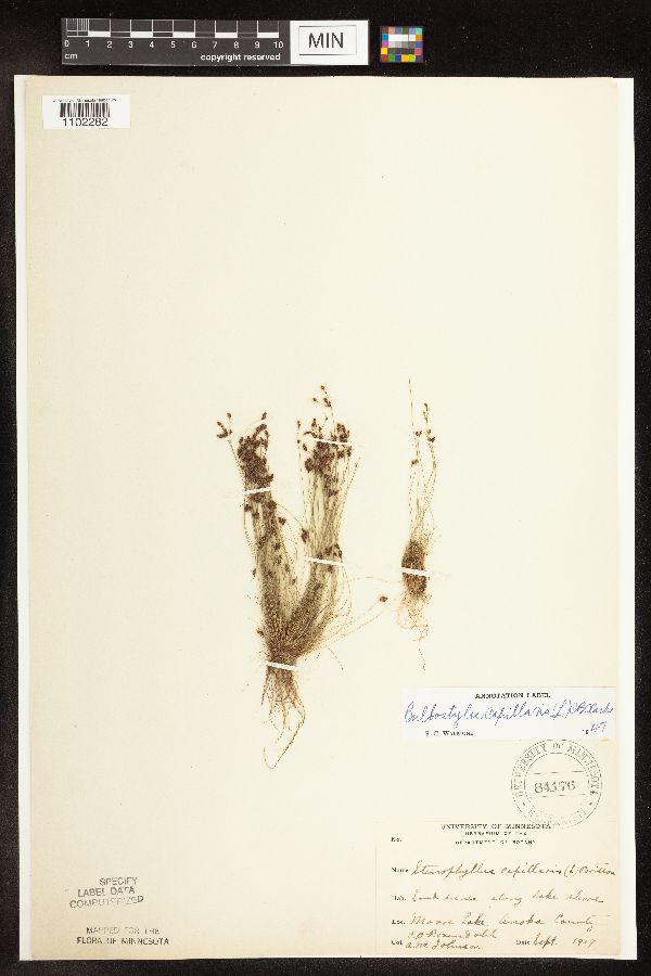 Bulbostylis capillaris image