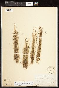 Bulbostylis capillaris image