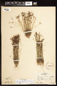 Bulbostylis capillaris image