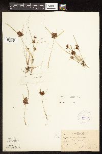 Cyperus diandrus image