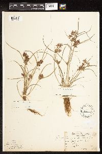 Cyperus diandrus image