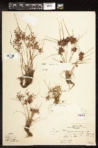 Cyperus diandrus image