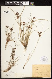 Cyperus diandrus image