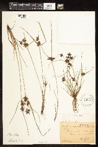 Cyperus diandrus image
