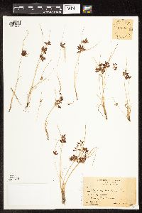 Cyperus diandrus image