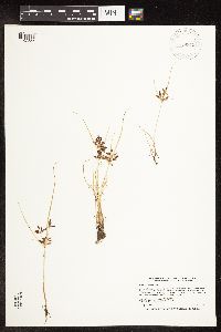 Cyperus diandrus image