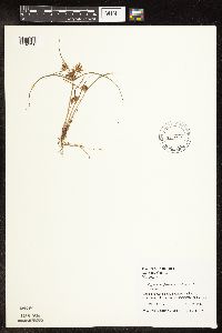Cyperus odoratus image