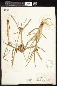 Cyperus odoratus image