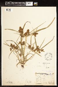 Cyperus erythrorhizos image