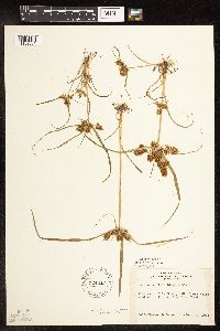 Cyperus erythrorhizos image