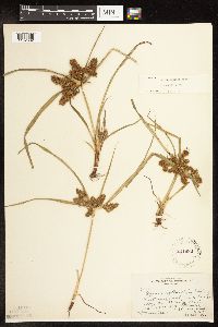 Cyperus erythrorhizos image
