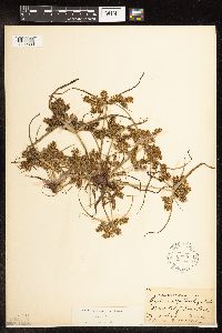 Cyperus erythrorhizos image