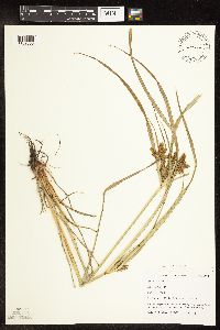 Cyperus erythrorhizos image