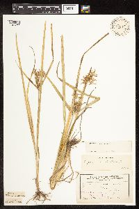 Cyperus esculentus image